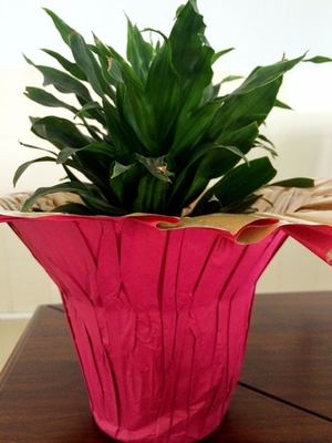 Coperture dell'interno variopinte stampate del vaso di fiore per l'involucro del fiore/la pianta vasi del pacchetto